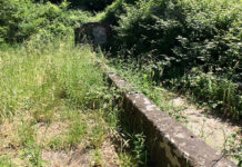 I fontanili, preziosa eredità di natura e memoria, spesso dimenticati, come quello di Fiescoli