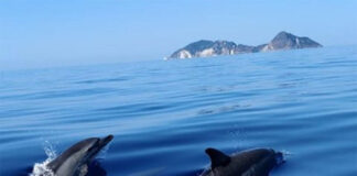 Progetto BlueSeed Ponza