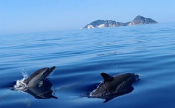 Progetto BlueSeed Ponza