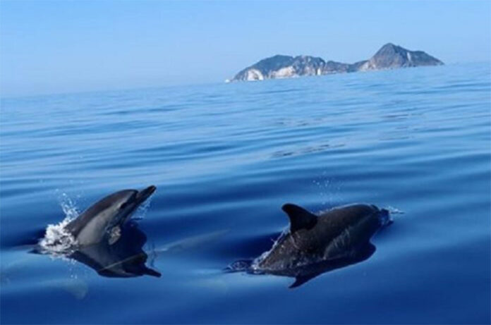 Progetto BlueSeed Ponza Progetto BlueSeed Ponza