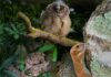 Sguardi silenziosi, la fauna segreta della Tuscia