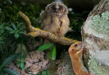Sguardi silenziosi, la fauna segreta della Tuscia