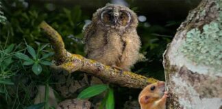 “Sguardi silenziosi, la fauna segreta della Tuscia”, a Vitorchiano la mostra fotografica di Mauro Rotisciani e Giuliano Zappi Sguardi silenziosi, la fauna segreta della Tuscia