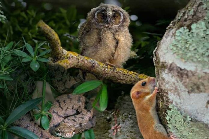 Sguardi silenziosi, la fauna segreta della Tuscia