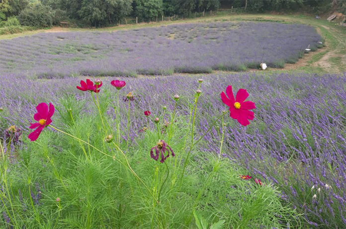 Tuscania-necropoli rupestri sul pianoro etrusco e campi di lavanda Tuscania-necropoli rupestri sul pianoro etrusco e campi di lavanda