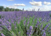 campo di lavanda a Tuscania