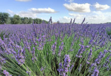 campo di lavanda a Tuscania