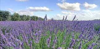 campo di lavanda a Tuscania