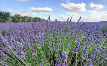 A Tuscania seguendo la via dei monaci dall’Abbazia di San Giusto ai campi di lavanda al tramonto campo di lavanda a Tuscania