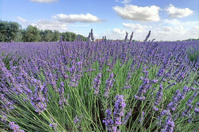 campo di lavanda a Tuscania