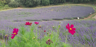 tuscania lavanda prima fioritura visita guidata properzi cover