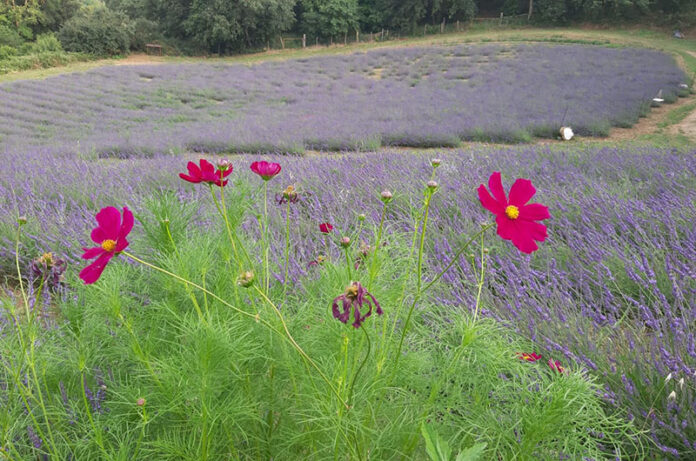 tuscania lavanda prima fioritura visita guidata properzi cover