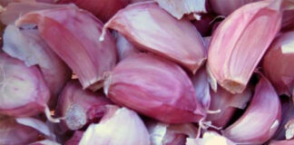 L’Aglio Rosso di Proceno sarà il nuovo Presidio Slow Food