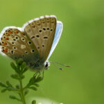 bioblitz farfalle