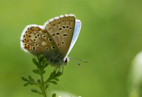 bioblitz farfalle