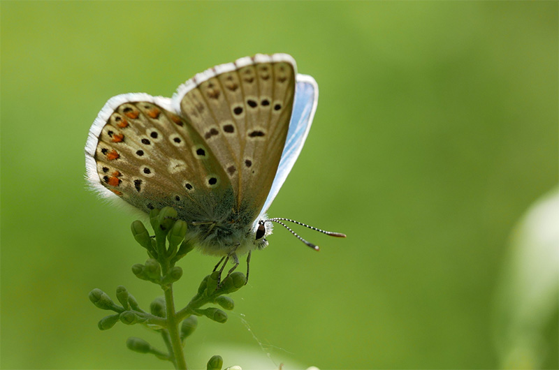 bioblitz farfalle