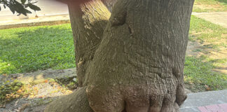 La foto curiosa: avvistato un elefante alla Marina di Montalto foto 'curioso il pachiderma'