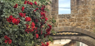 Tuscania visita guidata alle Necropoli di Pian di Mola e della Madonna dell’Olivo