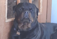 Django-rottweiler morto a 2 anni e mezzo