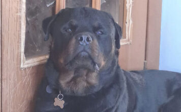 Morte del rottweiler Django dopo un’agonia di 38 giorni, Enpa Viterbo: “Vergogna inaccettabile che esige una condanna durissima” Django-rottweiler morto a 2 anni e mezzo