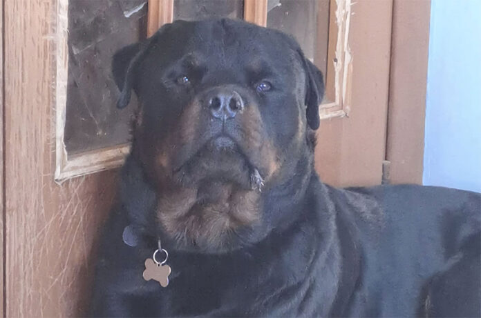 Django-rottweiler morto a 2 anni e mezzo Django-rottweiler morto a 2 anni e mezzo