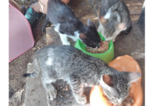Scomparsi tre gattini dalla colonia felina del Pallone a Vitorchiano 3 gattini