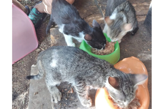 3 gattini