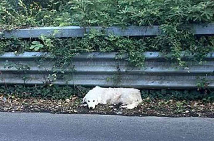 Bagnoregio, cane è rimasto gravemente ferito alle zampe posteriori Bagnoregio, cane è rimasto gravemente ferito alle zampe posteriori