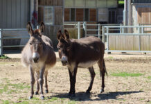 Giornata Mondiale degli Animali, appello urgente per gli asinelli Mimì e Clementina-Rifugio degli Asinelli