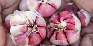 La biodiversità della Tuscia a Torino per Terra Madre-Salone del Gusto Terra Madre Salone del gusto-aglio rosso di proceno