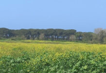 Montalto di Castro: al via gli scavi di Regisvilla il porto di Vulci
