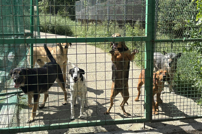 canile comunale di Montefiascone - La casa di Morgana