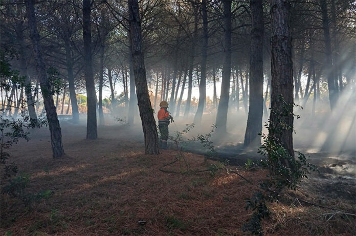 incendio pineta di san giorgio-tarquinia incendio pineta di san giorgio-tarquinia