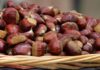 San Martino al Cimino Sagre di fungo porcino e castagne