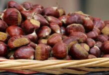 San Martino al Cimino Sagre di fungo porcino e castagne